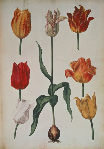 Tulpen: aus Verzameling van Bloemen naar deNatuur getekend (Sammlung von Blumen nach der Natur gezeichnet) c.1630 von Dutch School